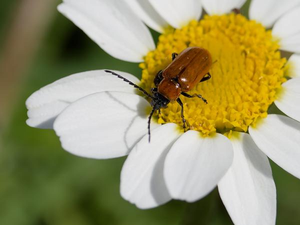 <h3><a href="/trips/ebro/biota/animalia/arthropoda/insecta/coleoptera/chrysomelidae/exosoma lusitanicum/exosoma lusitanicum-nl.html">Exosoma&nbsp;lusitanicum</a> /  / </h3>OM-1 Mark II met OLYMPUS M.300mm F4.0, 1/2500 sec  bij F4.5, ISO 200, afstand 1.52&nbsp;m